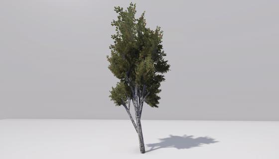 Image: Birch tree
