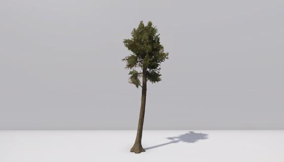 Thumbnail: Woodlands tree 3