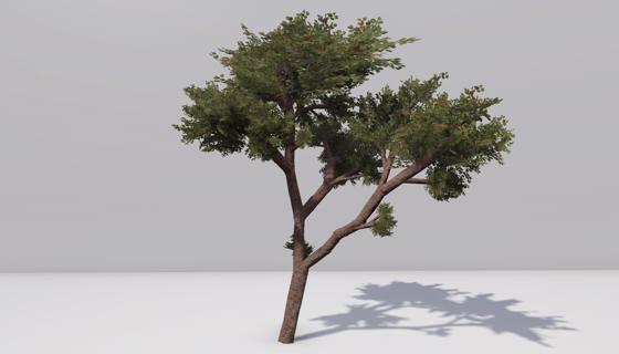 Image: Acacia tree