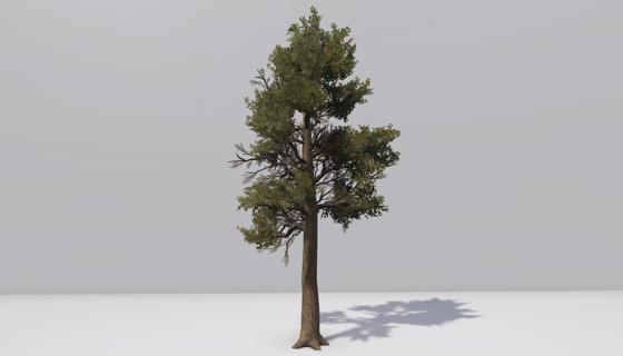 Thumbnail: Woodlands tree 1