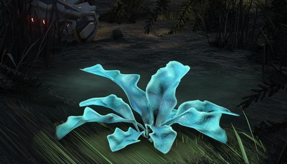 Image: Nirnroot
