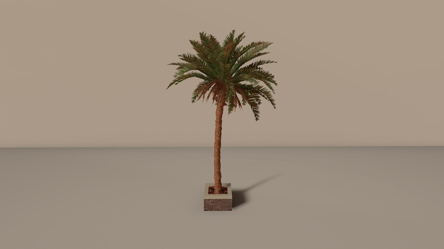 Palm Tree Display