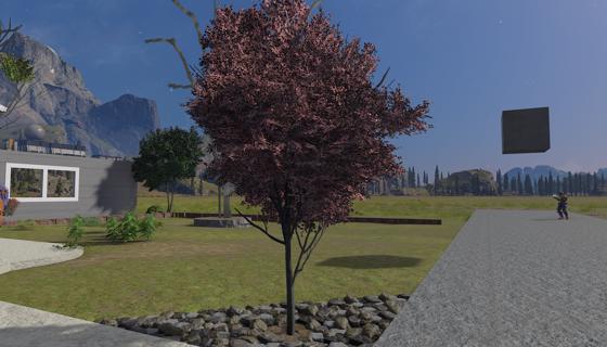 Image: Dogwood 1