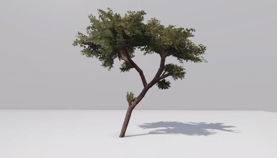 Thumbnail: Acacia tree 2