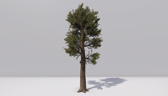 Image: Woodlands tree 2