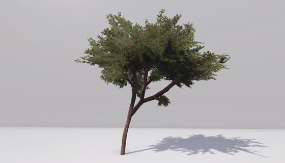 Thumbnail: Acacia tree 3