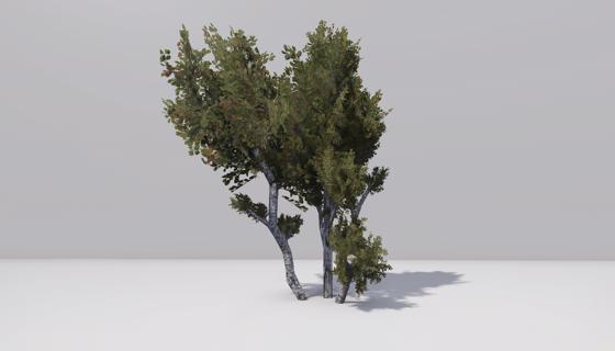 Image: Birch tree cluster